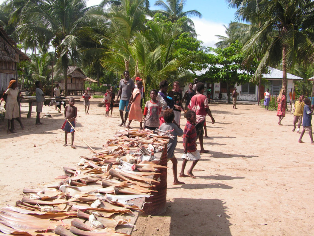 séchage d'ailerons de requin en Papouasie